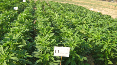 توسعه علمی کشت کنجد در خوزستان؛ گام راهبردی سازمان تات برای کاهش وابستگی به واردات روغن