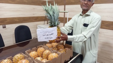 رکوردشکنی پژوهشگران تات در چابهار؛ سنگین‌ترین آناناس ایران به ثبت رسید