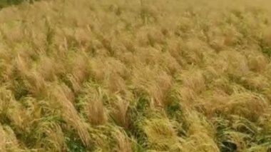 ثبت عملکرد ۶ تنی رقم «توکا» در نخستین برداشت مزرعه الگویی رودسر