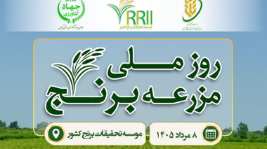 هشتم مرداد ۱۴۰۵، برگزاری روز ملی برنج در استان گیلان