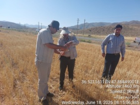 بازدید و پایش مزارع گندم دیم شهرستان‌ ماهنشان