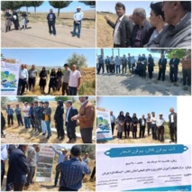 برگزاری روز مزرعه و کارگاه انتقال یافته های تحقیقاتی، در مزرعه پایگاه نوآوری ایستگاه تحقیقاتی قره چریان