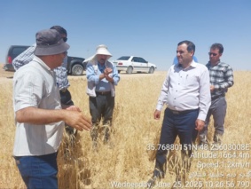 بازدید و پایش مزارع گندم دیم شهرستان‌ ماهنشان