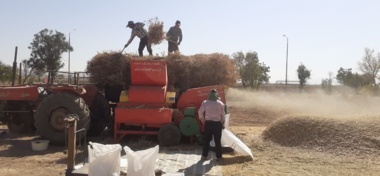 برداشت حبوبات آبی در ایستگاه خیرآباد