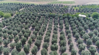 ایستگاه تحقیقات زیتون طارم